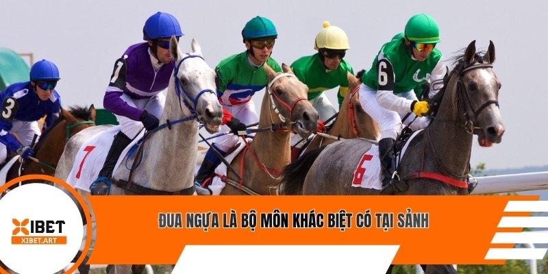 Đua ngựa là bộ môn khác biệt có tại sảnh