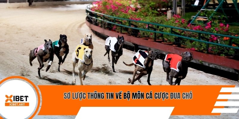 Sơ lược thông tin về bộ môn cá cược đua chó